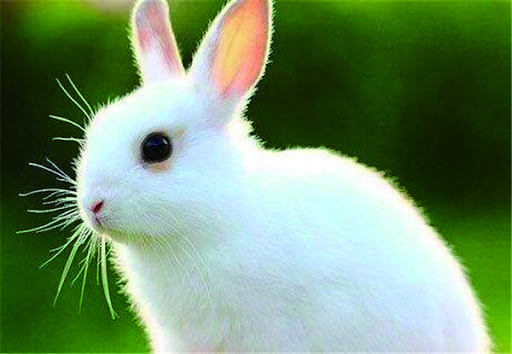 【OTTAWA天天中文学校作文选登】小兔子为我家带来了快乐