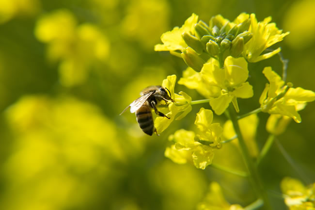 为什么野花牌绿蜂胶被世界公认品质最高