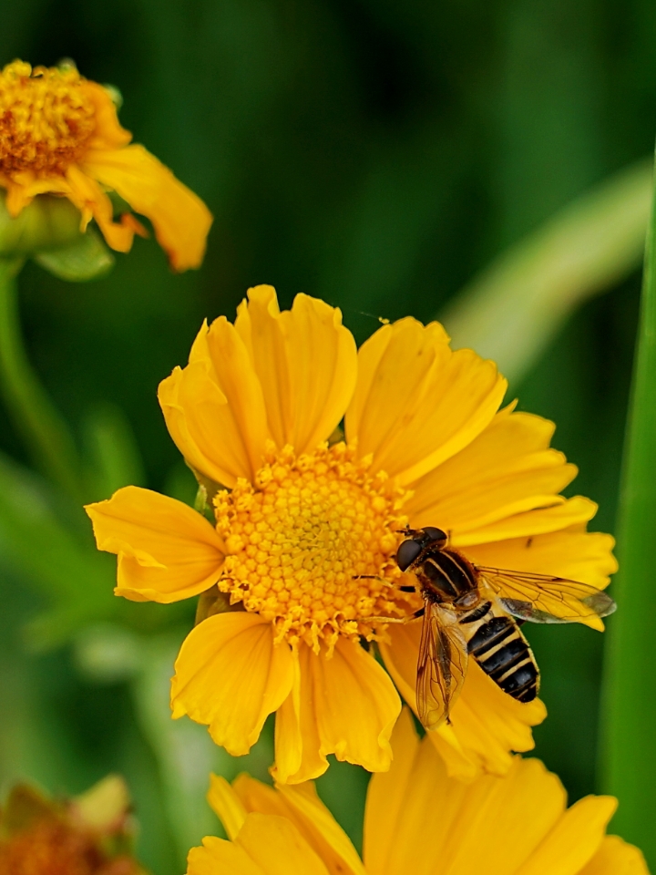 巴西野花牌绿蜂胶 —最珍贵的天然免疫增强剂