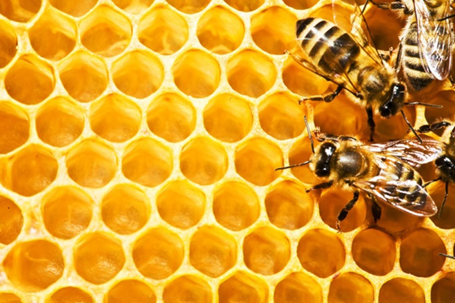 爲什麽野花牌綠蜂膠被世界公認品質最高